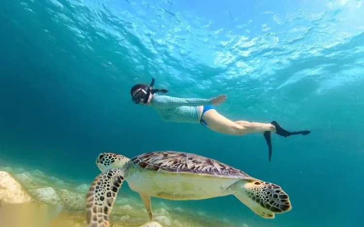 Schnorchelausflug zu Meeresschildkröten in Abu Dabbab in Marsa Alam — view 2