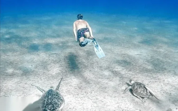 Schnorchelausflug zu Meeresschildkröten in Abu Dabbab in Marsa Alam — view 4