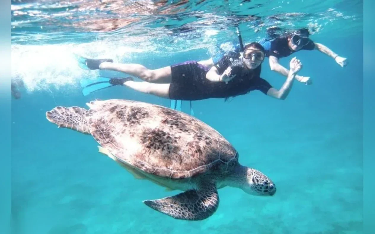 Schnorchelausflug zu Meeresschildkröten in Abu Dabbab in Marsa Alam — view 5