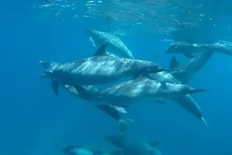 Gruppen-Schnorcheltour zum Dolphin House in Hurghada