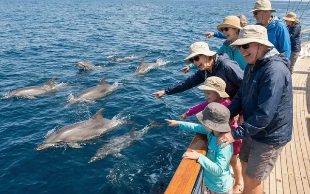 Excursion en bateau au récif de Dolphin House