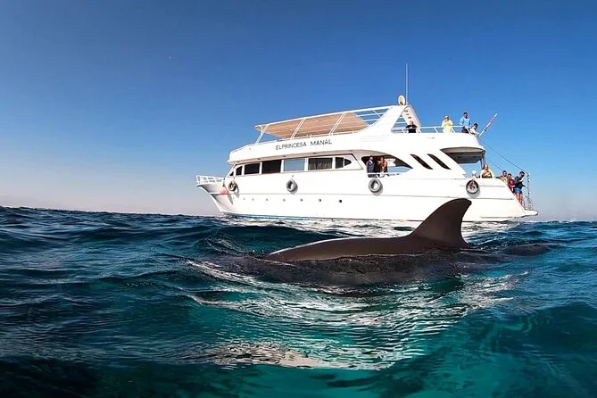 Dolphin House Tour - Foto 4