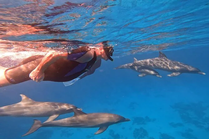 Dolphin House Tour - Foto 5