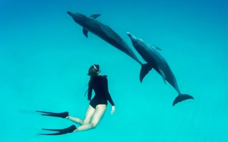 Dolphin Reef Schnorcheltour - Foto 4