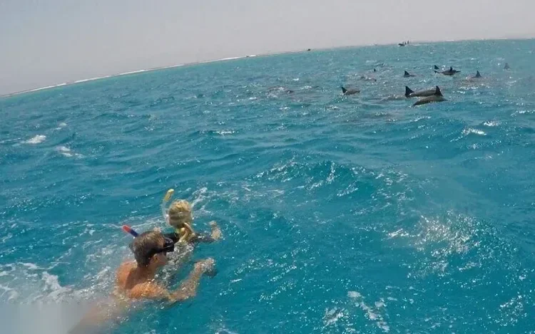 Two snorkelers swimming toward a large pod of dolphins visible at the surface ahead of them.