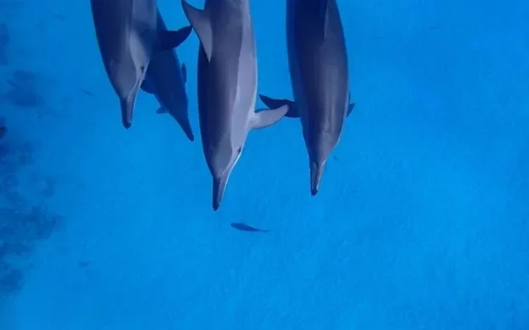 Three dolphins diving down close together, viewed from above the surface.