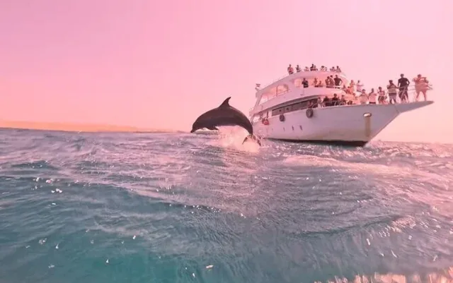 Wild Dolphin Encounter Cruise