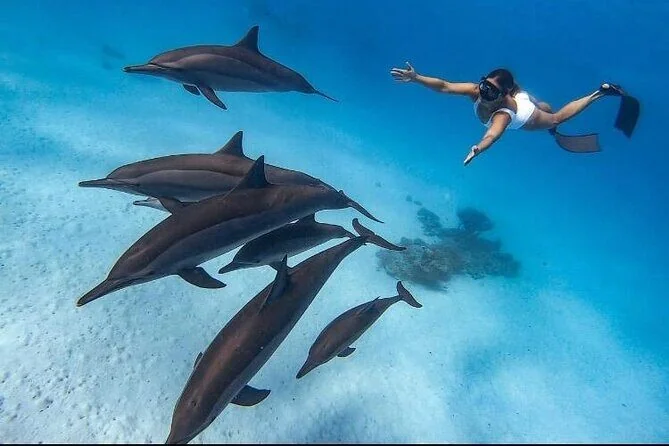 Snorkeler swimming with arm raised beside a pod of dolphins over a sandy seabed.