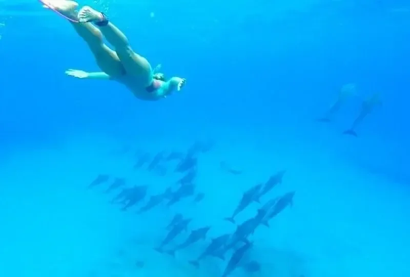 Gruppen-Tauchtour zum Elphinstone-Riff in Marsa Alam — view 3