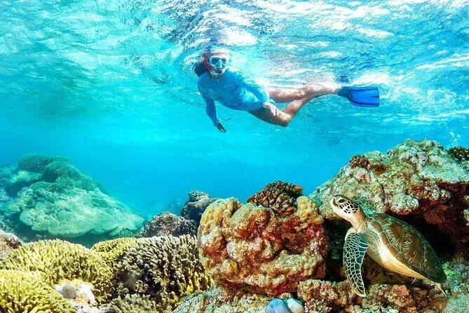 Snorkeler swimming near a sea turtle resting on coral formations underwater.