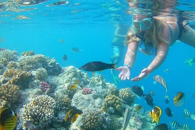 Woman snorkeler reaching a hand toward fish swimming over a coral garden.