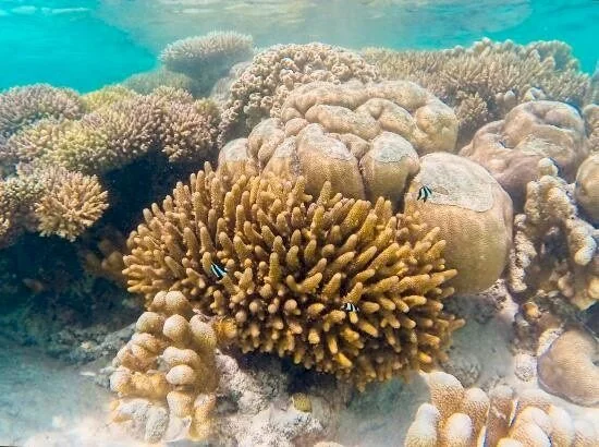 Close-up of golden staghorn coral formation with small striped damselfish swimming around it.