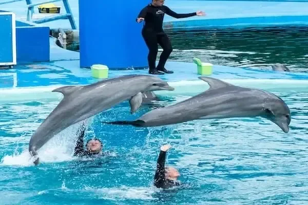 Two dolphins leaping in unison above two trainers swimming in a show pool, a third trainer standing poolside.