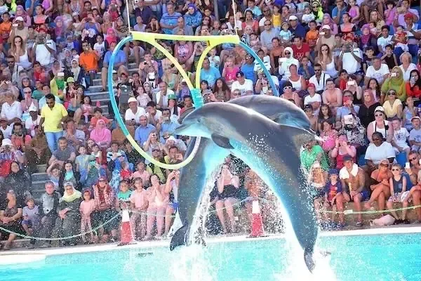 Two dolphins jumping through a hoop above the pool in front of a packed grandstand of spectators.