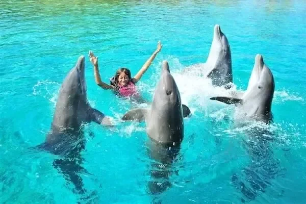 Girl swimming among four dolphins in a clear turquoise pool with her arms raised.