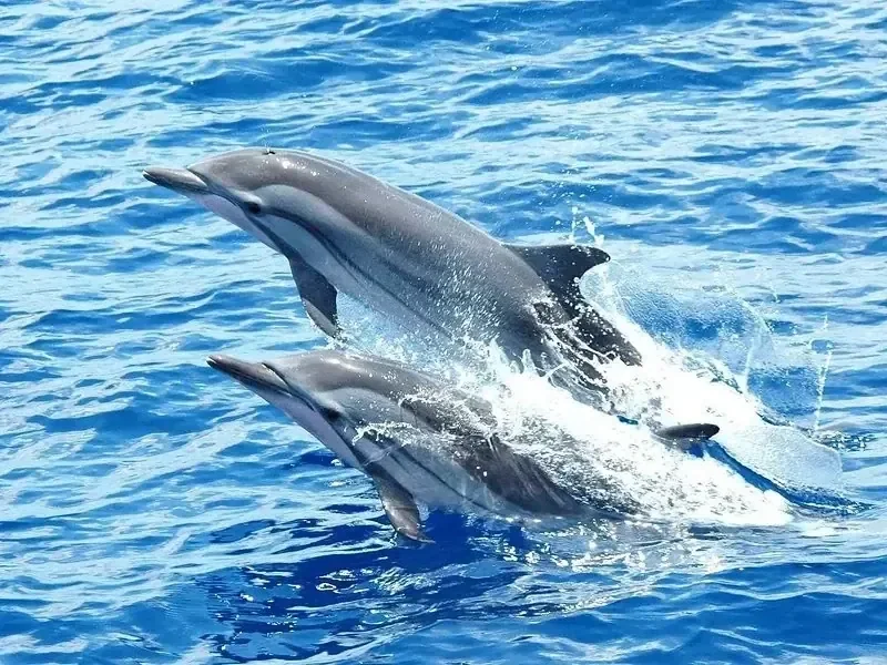 Delfinbeobachtung