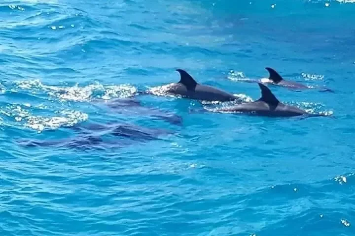 Familien-Delfintour - Foto 4