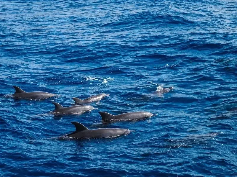 Familien-Delfintour - Foto 5