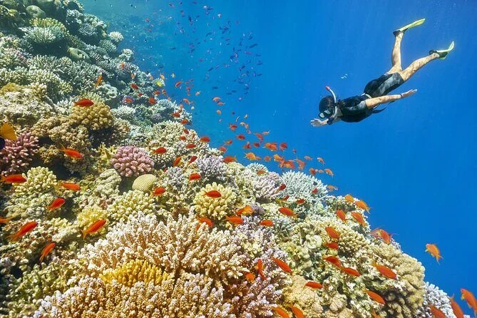 Snorkeler swimming above a colorful coral reef crowded with orange anthias fish.