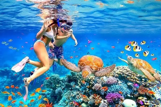 Couple snorkeling over a coral reef with two sea turtles and reef fish swimming past.