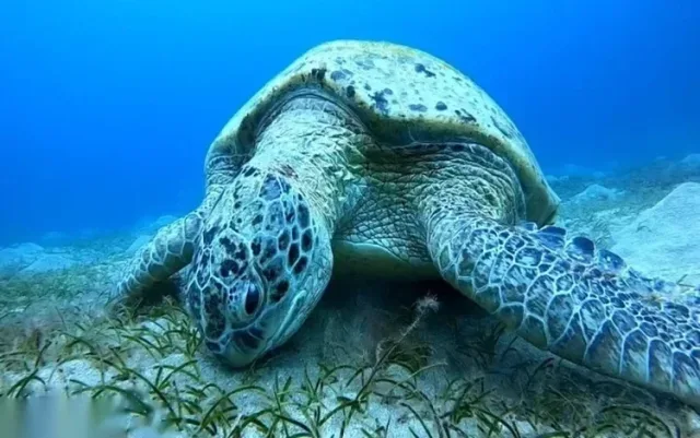 Halbtägiger Schnorchelausflug zu Schildkröten in Marsa Mubarak