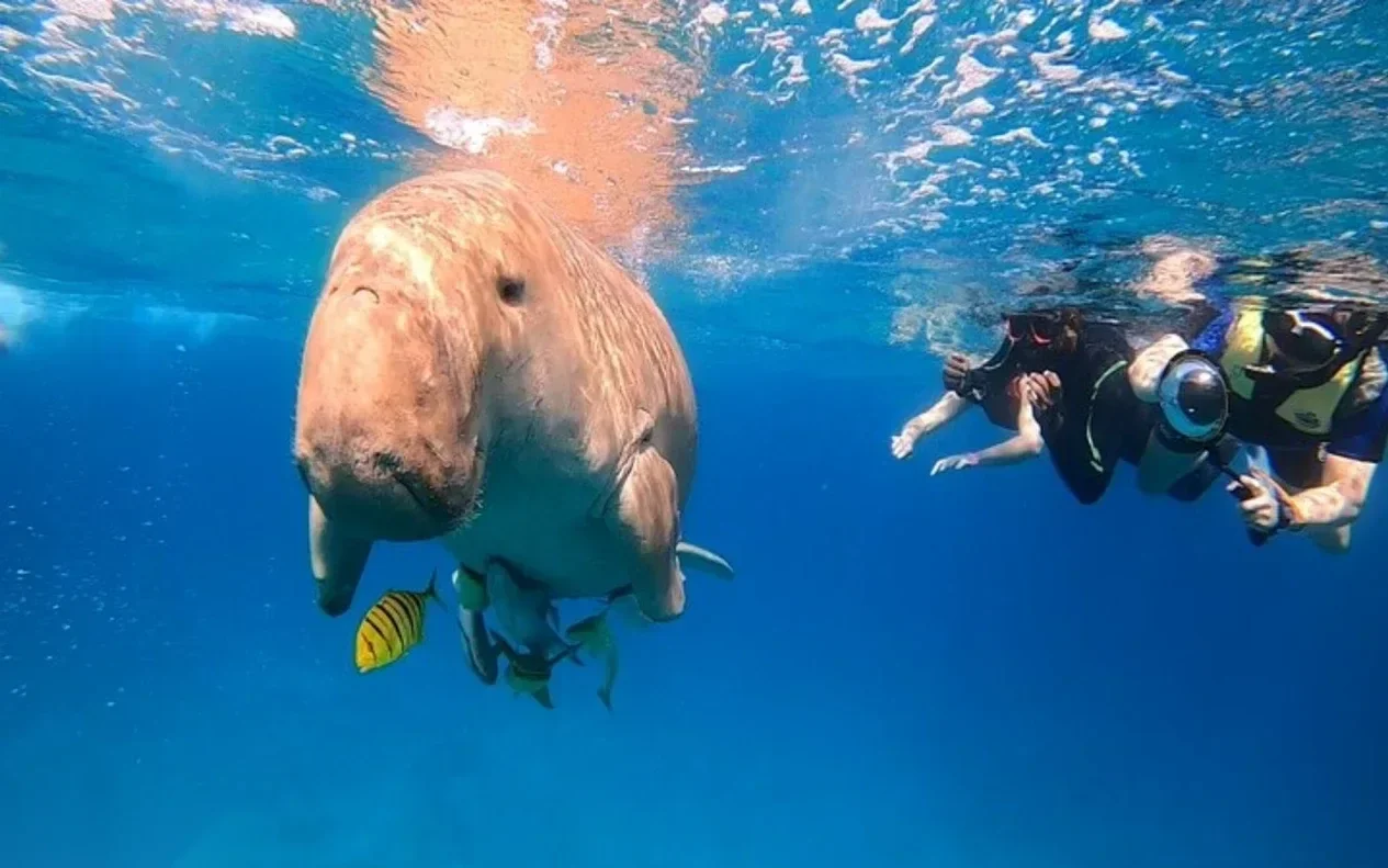 Halbtägiger Schnorchelausflug zu Schildkröten in Marsa Mubarak in Marsa Alam — view 2