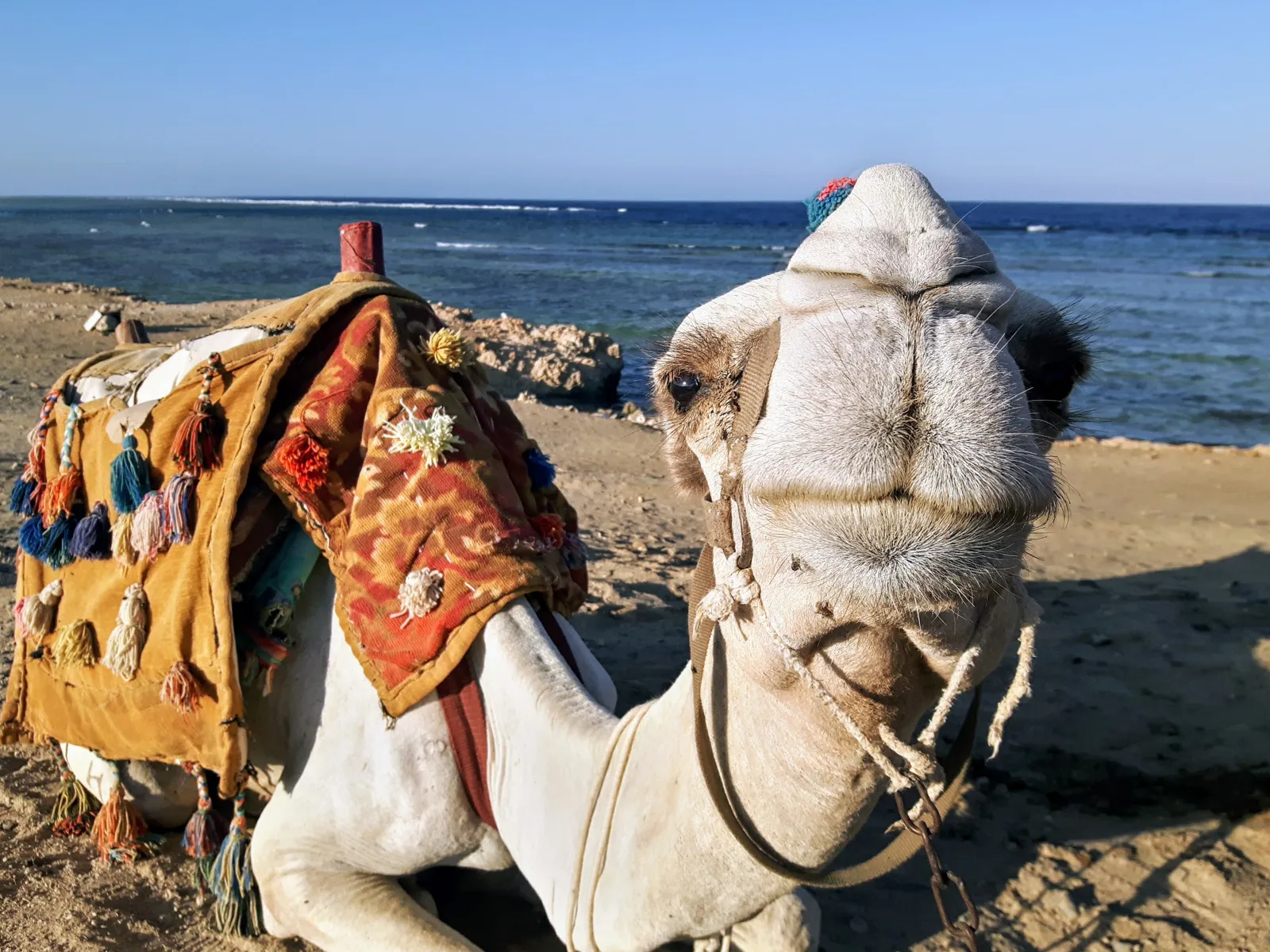 Night Fishing & BBQ Cruise in Marsa Alam — view 4