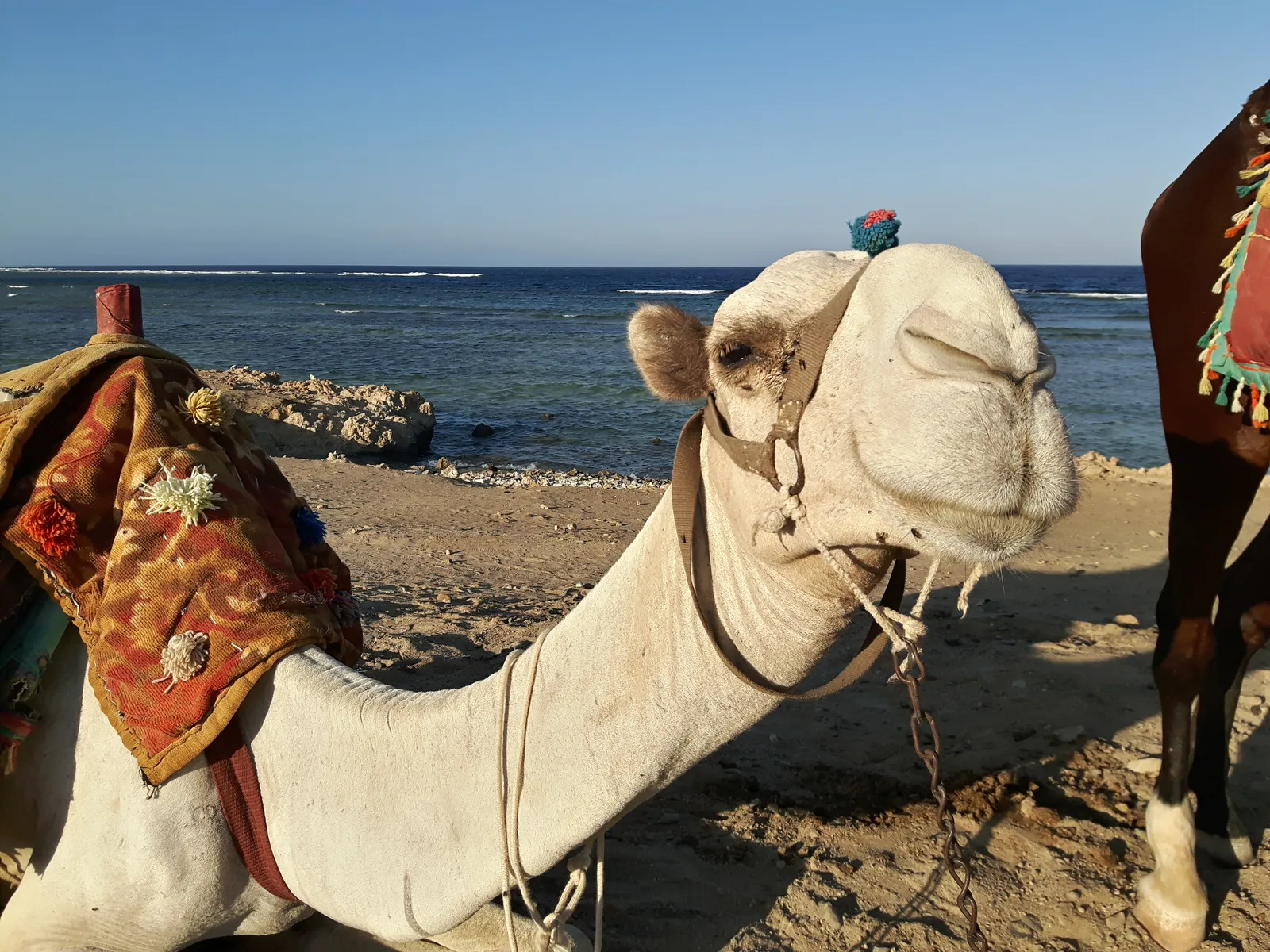 Night Fishing & BBQ Cruise in Marsa Alam — view 5