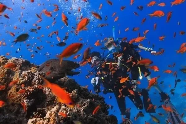 Tauchen bei der Orange Bay