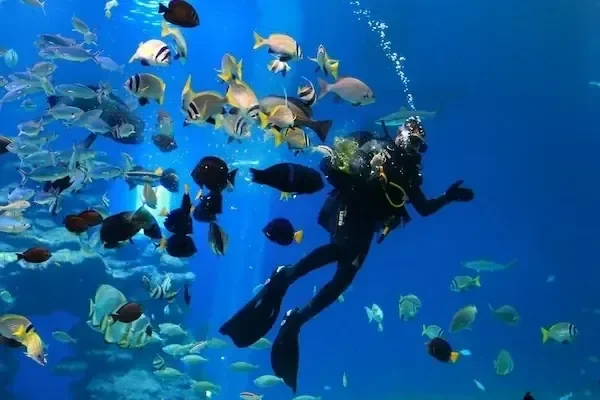 Дайвинг-экскурсия PADI - фото 4