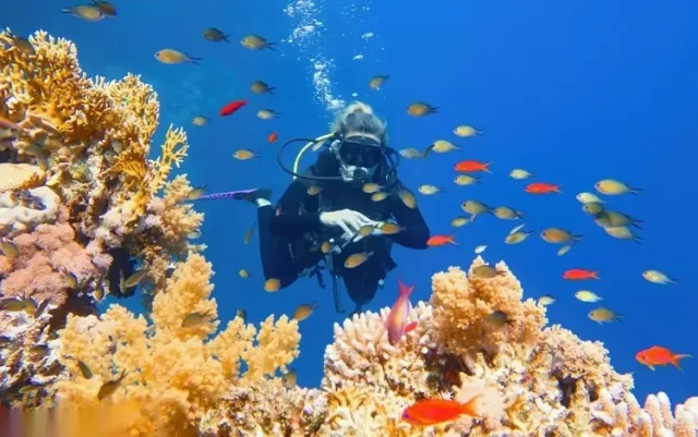 Schnorchel- und Tauchtour zur Paradise Island