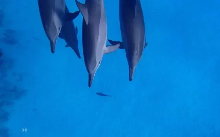 Private Yachtfahrt zum Dolphin House in Marsa Alam — view 2