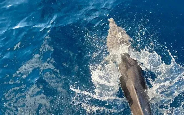 Private Yachtfahrt zum Dolphin House in Marsa Alam — view 3
