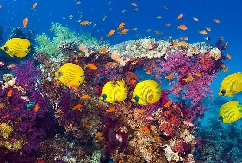 Rotes Meer Tauchabenteuer - Foto 4