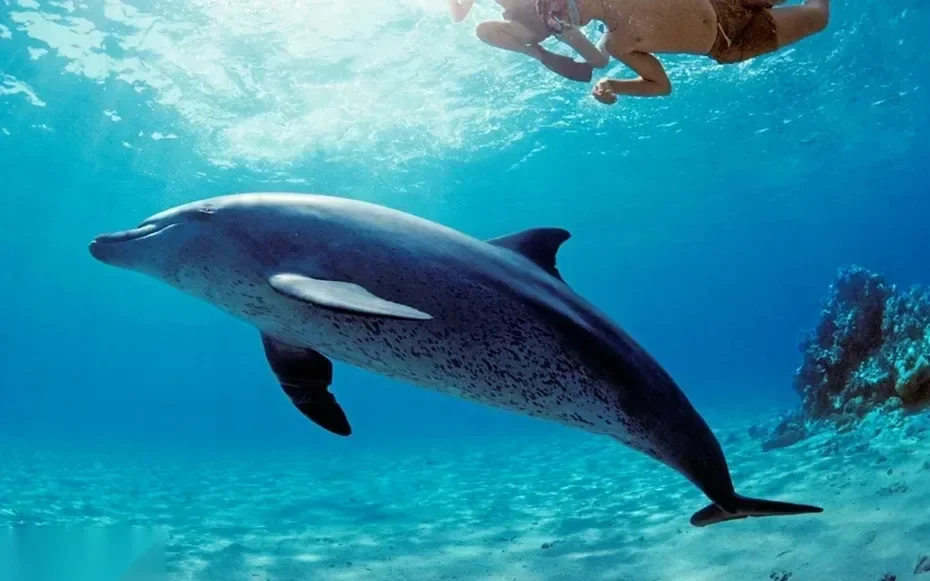 A snorkeler in a wetsuit swims at the surface as a dolphin glides just below, near a small coral formation.