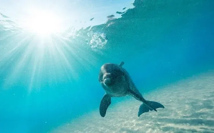A single dolphin faces the camera underwater, swimming toward the sunlit surface with light rays streaming down.