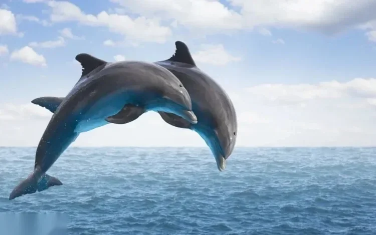 Two dolphins leap out of the water together against a cloudy sky.