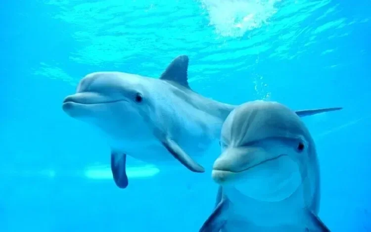 Two dolphins swim close together underwater, both looking toward the camera.
