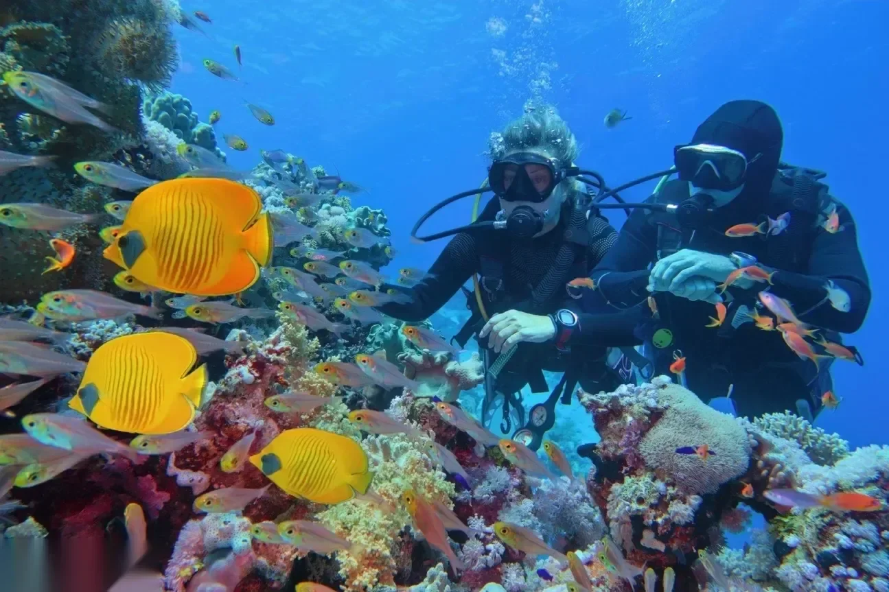 Two divers hover beside a coral reef crowded with bright yellow butterflyfish and orange anthias.