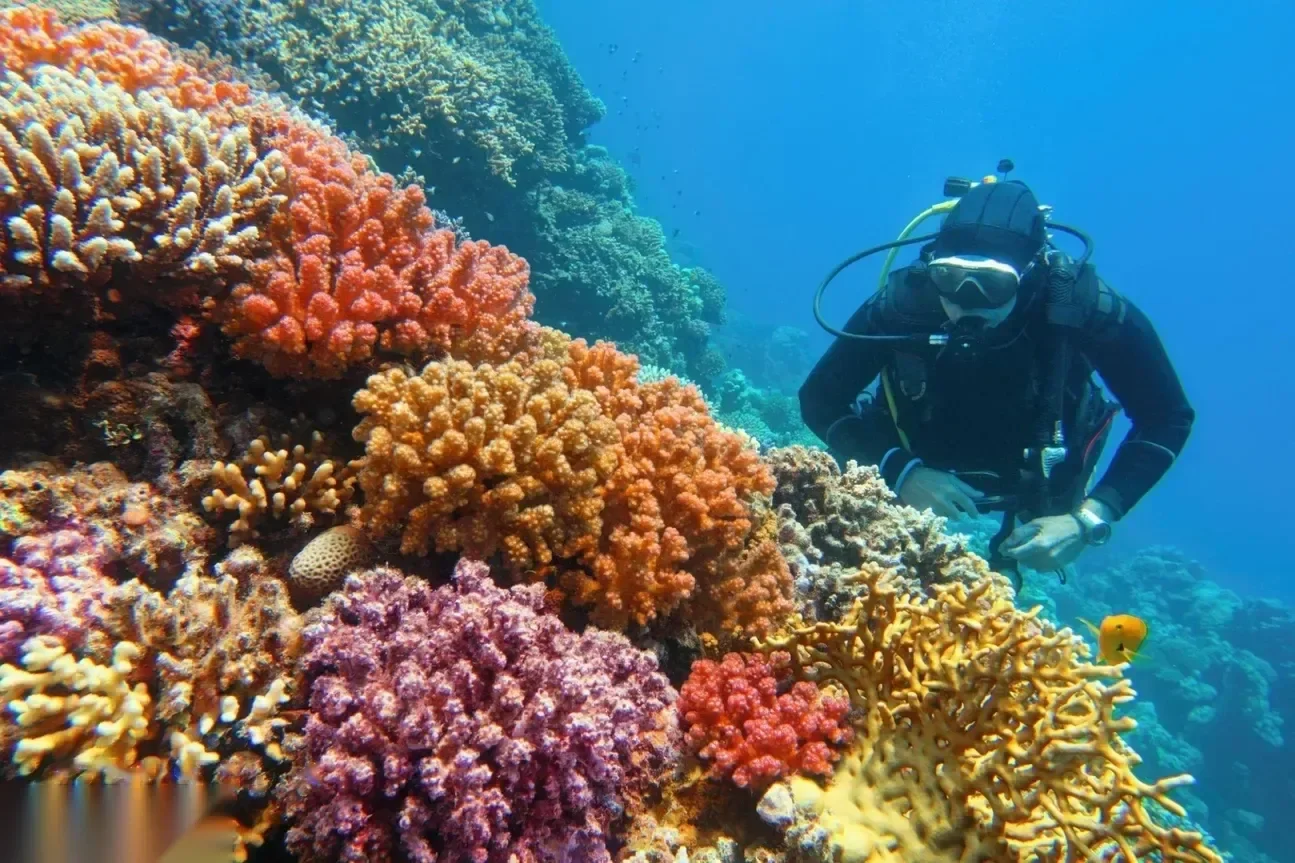 A diver examines a coral wall covered in orange, purple and yellow soft corals.