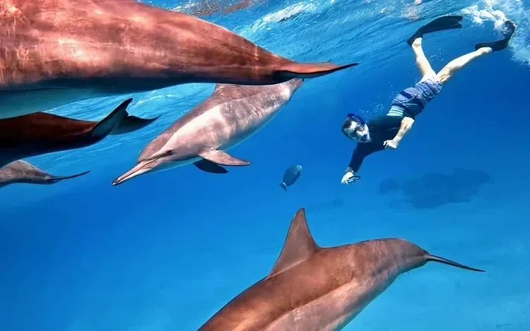 VIP экскурсия на Dolphin House - фото 4