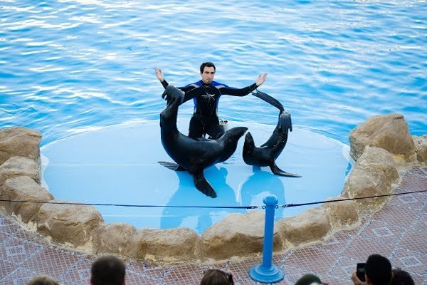 Hurghada Dolphin Show & Sea Animals